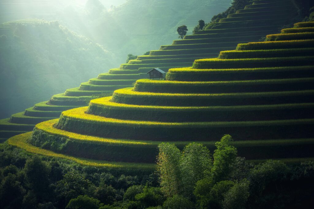 Lush green terraced rice fields with a rustic hut under soft sunlight. Inno'van