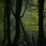 A serene view of twisting trees in the lush forests of Ermelo, Gelderland.